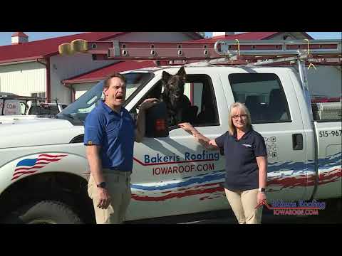 Supporting Service Dogs