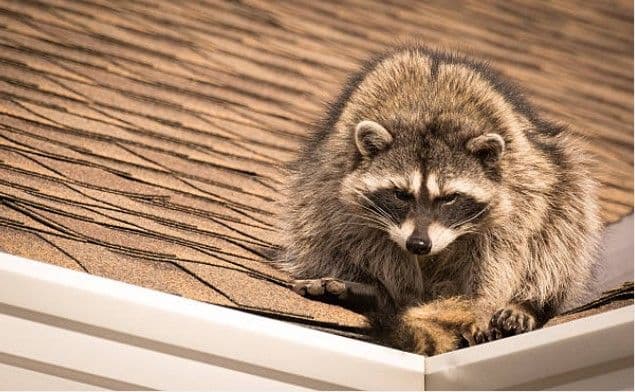 Roof inspection for pest damage